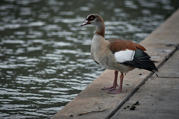 goose on the beach