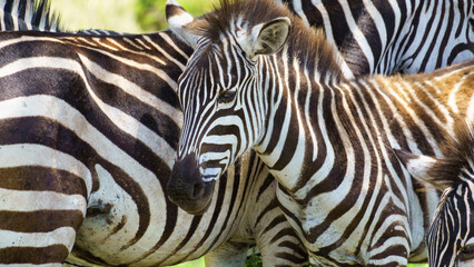 Zebras are Grazing Together in their Natural Habitat, creating a picturesque scene