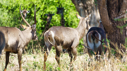 Majestic Antelopes Gracefully Roaming in Their Natural, Untamed Habitat in the Wilderness