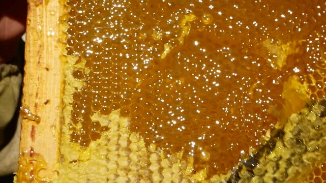 The knife cuts the wax on the frame with honey, which was taken out of the hive. Fresh golden honey drips down the frame. Work in the apiary, fresh fragrant liquid natural honey.