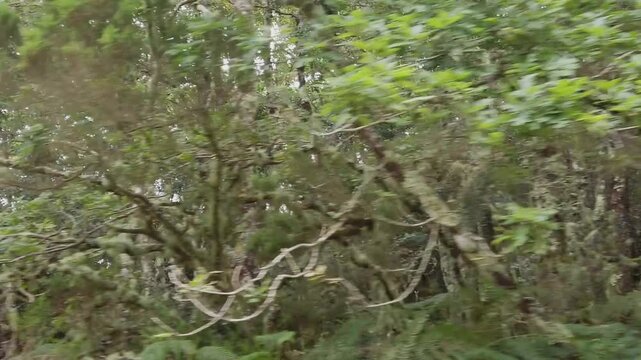The camera moves in slow motion through a European Atlantic forest - 205
