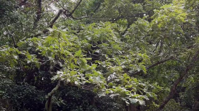 The camera moves in slow motion through a European Atlantic forest - 204

