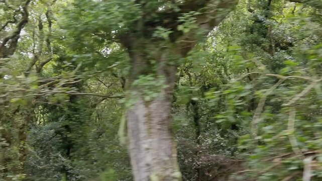 The camera pans across the European Atlantic Forest in slow motion - 206
