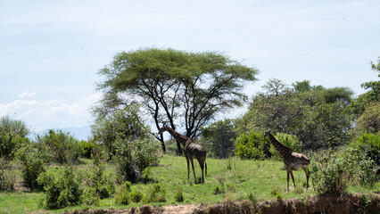 Giraffes peacefully grazing under the sprawling acacia trees in a stunning Serengeti landscape...