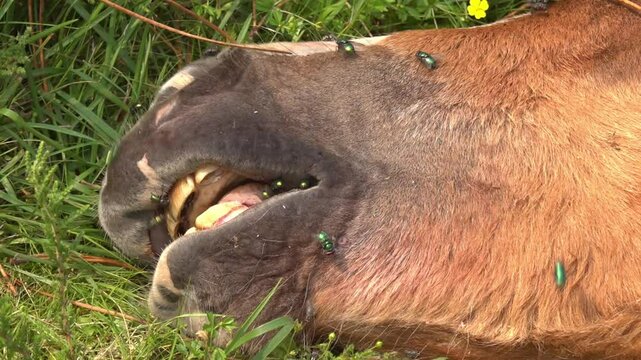  Flies hover over the carcass of a foal eaten by wolves - 213
