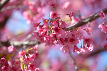 Bee on sakura (cherry blossom) flower