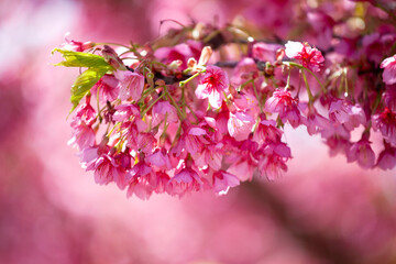 Pink cherry blossom branch. Sakura (cherry blossom) is the flower of trees in Prunus subgenus Cerasus.