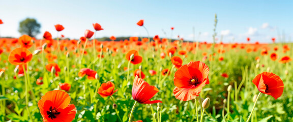 Obraz premium Vibrant red poppy petals swirling in meadow, nature's beauty