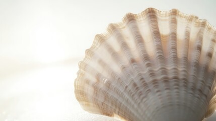 Obraz premium Close-up of a seashell, delicate, light, soft glow. Possible use Nature, educational, background