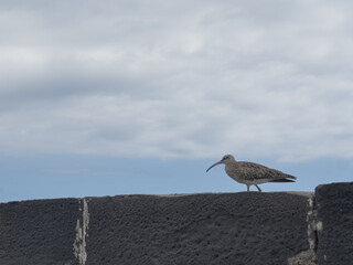 Whimbrel perched on a stone wall under a cloudy sky