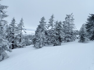 krkonose mountains in winter with snow