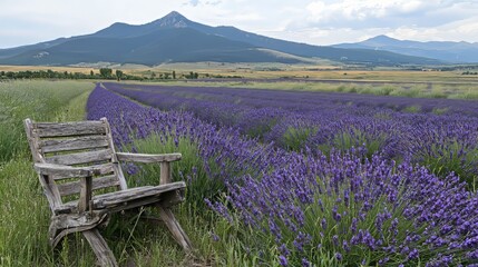Rustic wooden chair in a lavender field, mountains in background