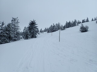 Fototapeta premium krkonose mountains in winter with snow