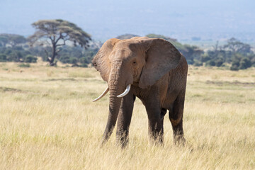 Bull elephant, loxodonta africana, in the grasslands of Amboseli National Park, Kenya. Front view.