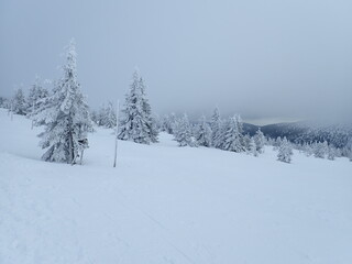 krkonose mountains in winter with snow