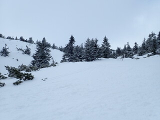 krkonose mountains in winter with snow