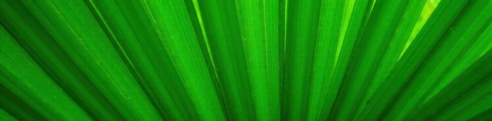 Palm leaf texture natural tropical green leaf close up, intricate vein patterns, wavy edges , palm leaf, foliage, texture