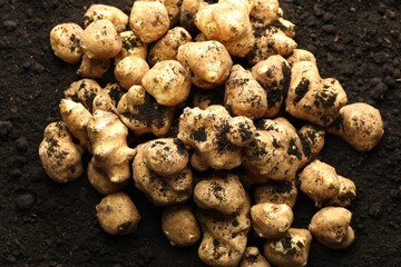 Many raw Jerusalem artichokes on soil, top view. Root vegetable