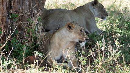 Majestic Lions Taking a MuchNeeded Rest Amidst Natures Peaceful and Cool Shade Nearby Tarangire...