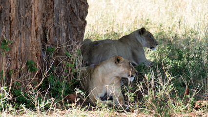 Two majestic lions are peacefully resting under the inviting shade of a large tree