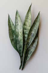 Obraz premium Elegant display of Sansevieria trifasciata leaves on a clean white background for home decoration