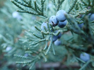 detail of a green coniferous tree branch