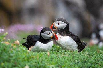atlantic puffin bird