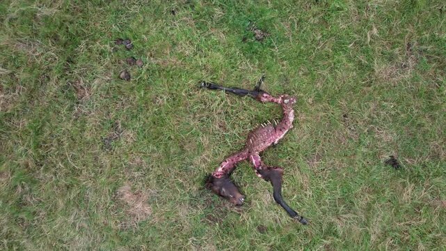 Remains of a young Galician horse devoured by wolves seen from a drone - 259
