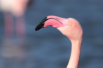 Flamant rose