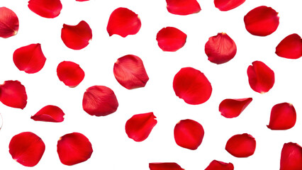 Beautiful Red Rose Petals Scattered on White Background