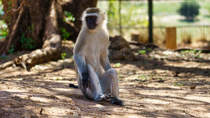 Obraz premium A Relaxed Vervet Monkey Sitting Comfortably Amidst Its Natural Habitat in Nature