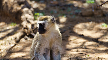 A Curious Baboon Exploring its Natural Habitat in the Heart of Africas Wild Landscape Tarangire National Park Tanzania Africa