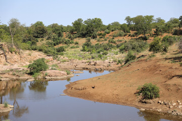 Krüger Park - Afrikanischer Busch - Mavatsani Wasserloch / Kruger Park - African bush - Mavatsani...