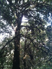 Obraz premium Shadow under the big tree spreading branches covering the sky