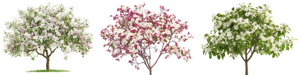 png set Beautiful Blooming Trees – Cherry Blossom, Flowering Shrub, Apple Tree, and Bonsai