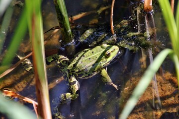 Frosch