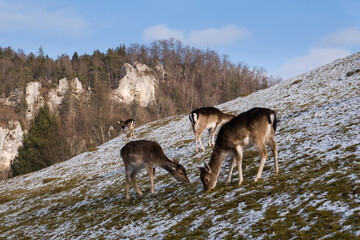 Rehe im Oberen Donautal bei Thiergarten im Landkreis Sigmaringen auf der Schwäbischen Alb...