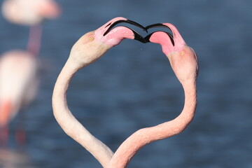 Parade flamants roses