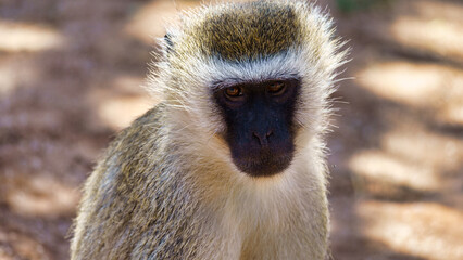 A CloseUp View of a Monkey Featuring Its Unique and Intriguing Facial Characteristics