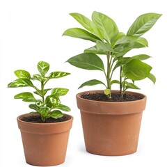 Fototapeta premium Green Plants in Terracotta Pots on White Background, Living room accessories ideas.