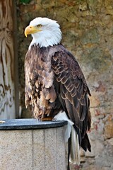 Adler