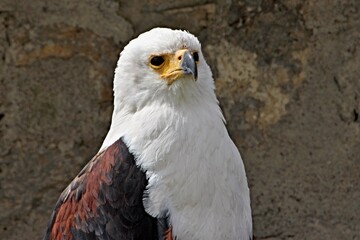 Adler Eagle