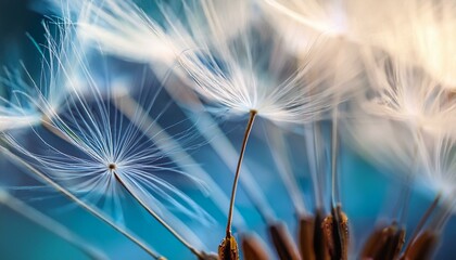 abstract dandelion macro flower background seed macro closeup soft focus