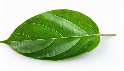 Obraz premium green leaf of passiflora isolated on white or white background