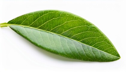 Obraz premium green leaves of blueberry isolated on white or white background