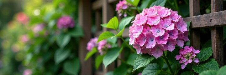 Fototapeta premium A hydrangea flower blooms on a wooden trellis with climbing flowers and foliage, garden feature, outdoor decor, greenery