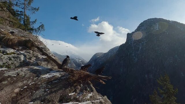 Gracchio alpino Pyrrhocorax graculus, Alpine chough	