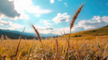 Fototapeta premium Golden Wheat Field Under Bright Blue Sky with Fluffy Clouds