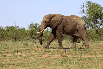 Fototapeta premium Afrikanischer Elefant / African elephant / Loxodonta africana