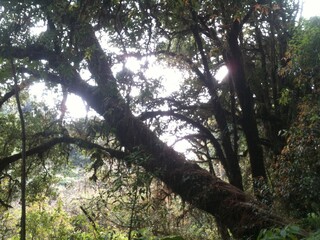 Fototapeta premium Shadow under the big tree spreading branches covering the sky
